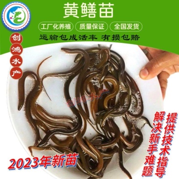 【2023新苗】黄优9号优质黄鳝苗黄鳝鱼苗养殖包销