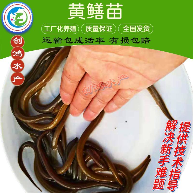 【2023新苗】黄优9号优质黄鳝苗黄鳝鱼苗养殖包销