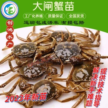 【2023新苗】优质大闸蟹苗中华绒螯蟹苗淡水养殖