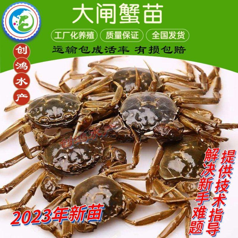 【2023新苗】优质大闸蟹苗中华绒螯蟹苗淡水养殖