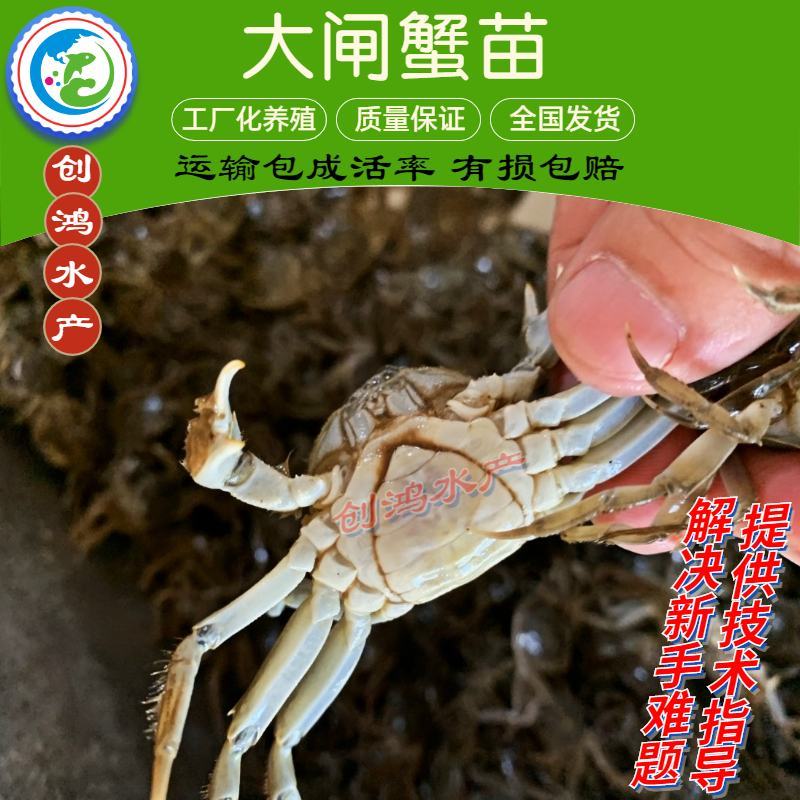 【2023新苗】优质大闸蟹苗中华绒螯蟹苗淡水养殖