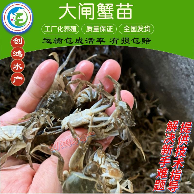 【2023新苗】优质大闸蟹苗中华绒螯蟹苗淡水养殖