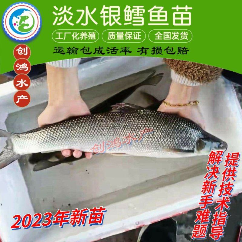 【2023新苗】银鳕鱼苗大鳞鲃优质高产淡水鱼苗