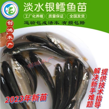 【2023新苗】淡水银鳕鱼苗大鳞鲃乌兹别克斯坦银鳕鱼