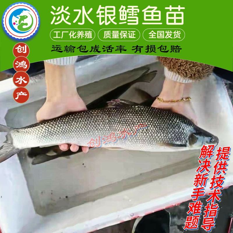 【2023新苗】淡水银鳕鱼苗大鳞鲃乌兹别克斯坦银鳕鱼