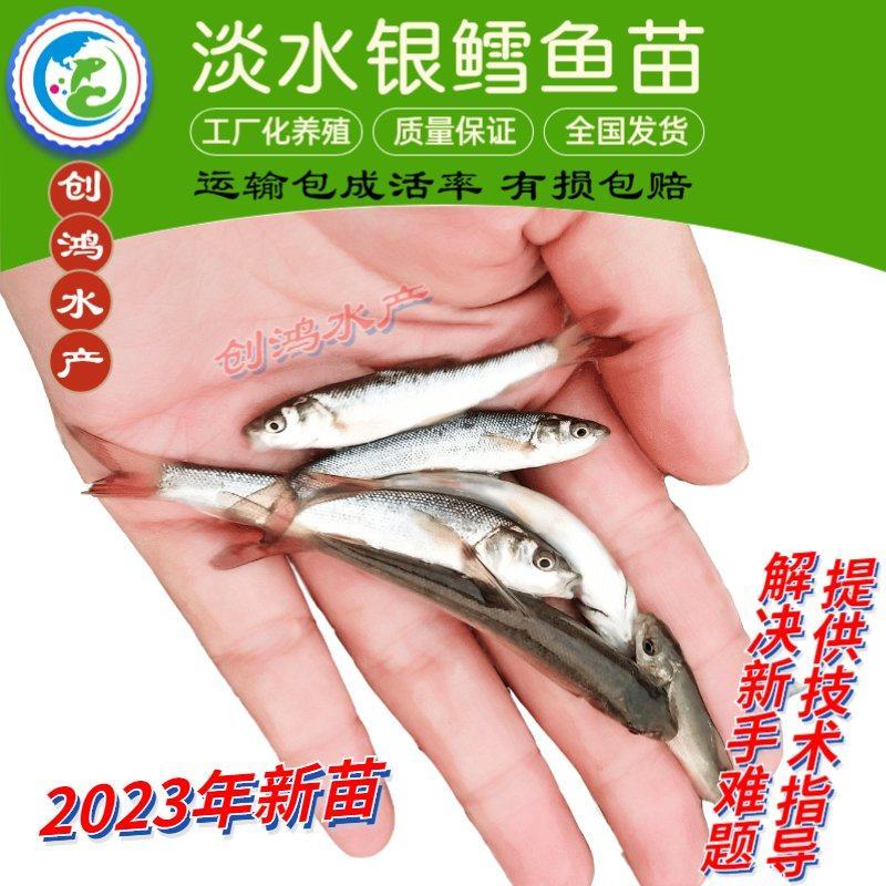 【2023新苗】淡水银鳕鱼苗大鳞鲃基地直供技术支持