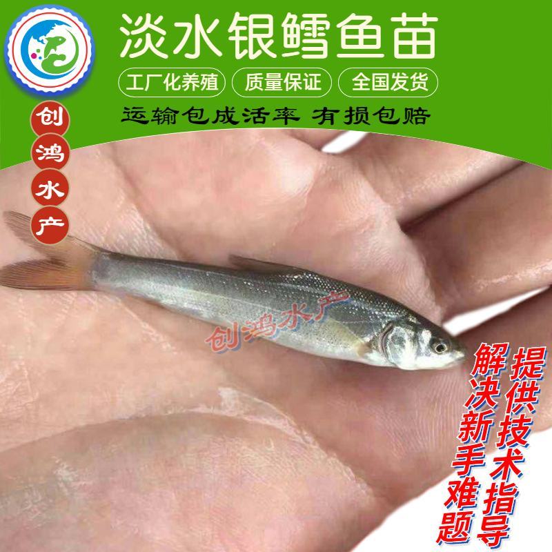 【2023新苗】淡水银鳕鱼苗大鳞鲃基地直供技术支持