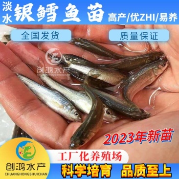 【2023新苗】淡水银鳕鱼苗大鳞鲃乌兹别克斯坦银鳕鱼