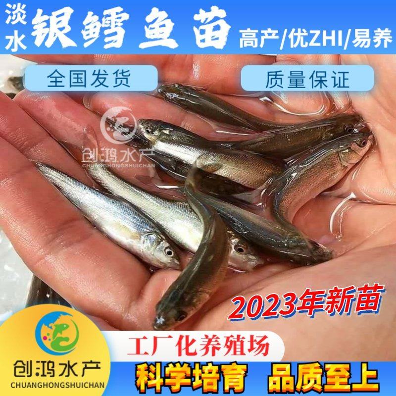 【2023新苗】淡水银鳕鱼苗大鳞鲃乌兹别克斯坦银鳕鱼