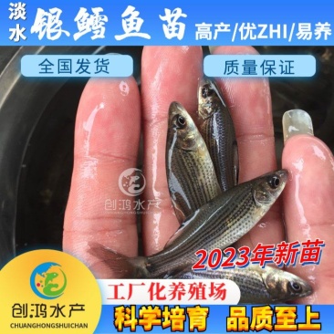 【2023新苗】淡水银鳕鱼苗大鳞鲃基地直供技术支持