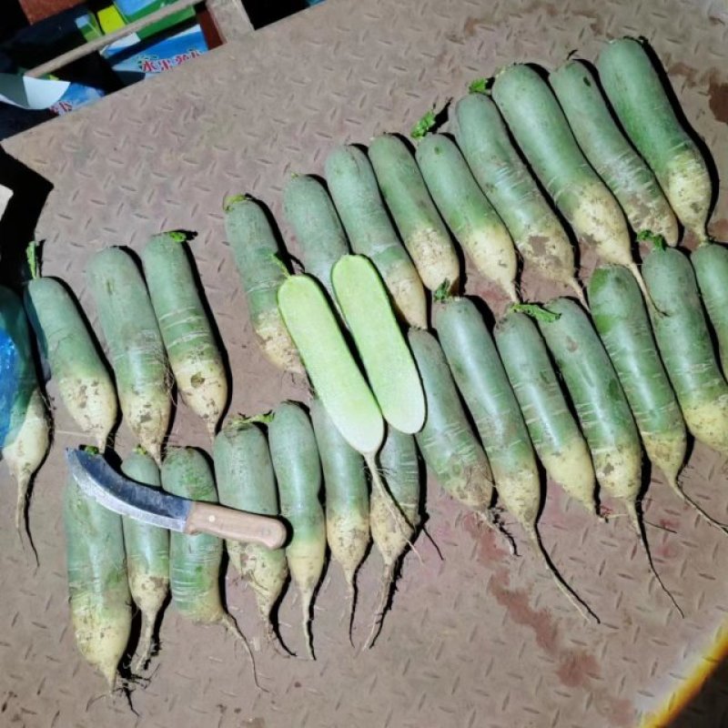 供应山东水果罗卜