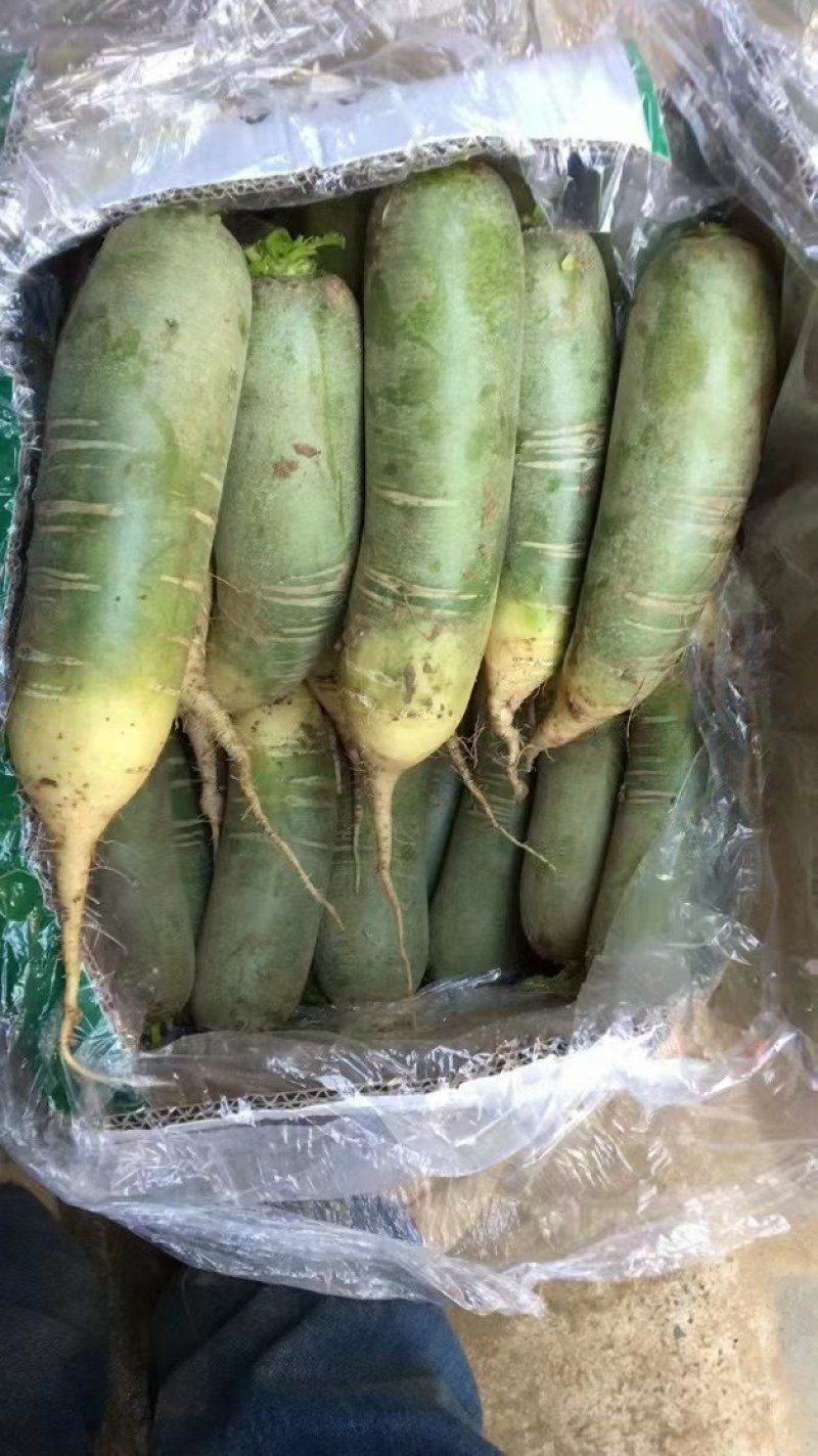供应山东水果罗卜