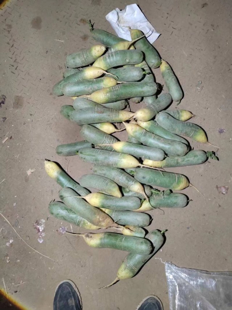 供应山东水果罗卜