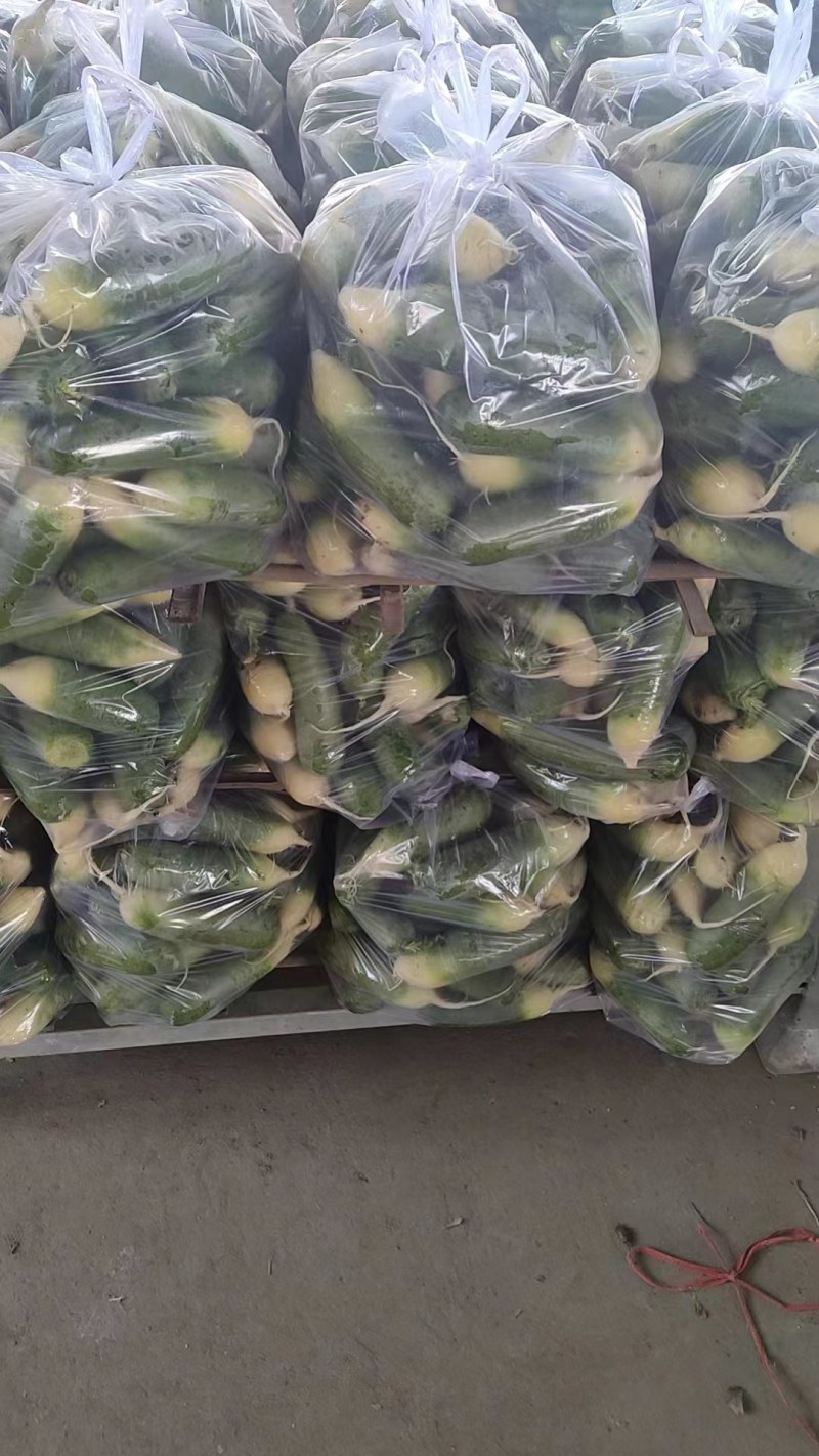 供应山东水果罗卜