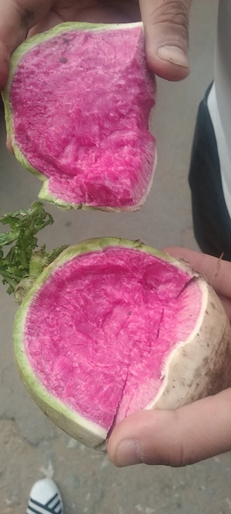 供应山东水果罗卜