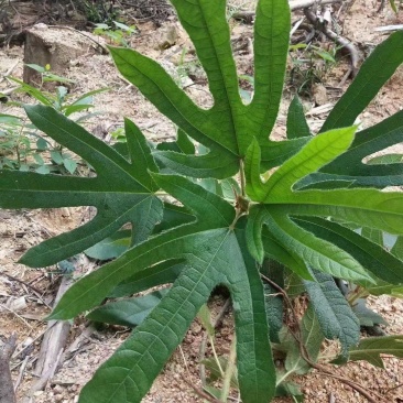 野生五指毛桃