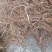 野生五指毛桃