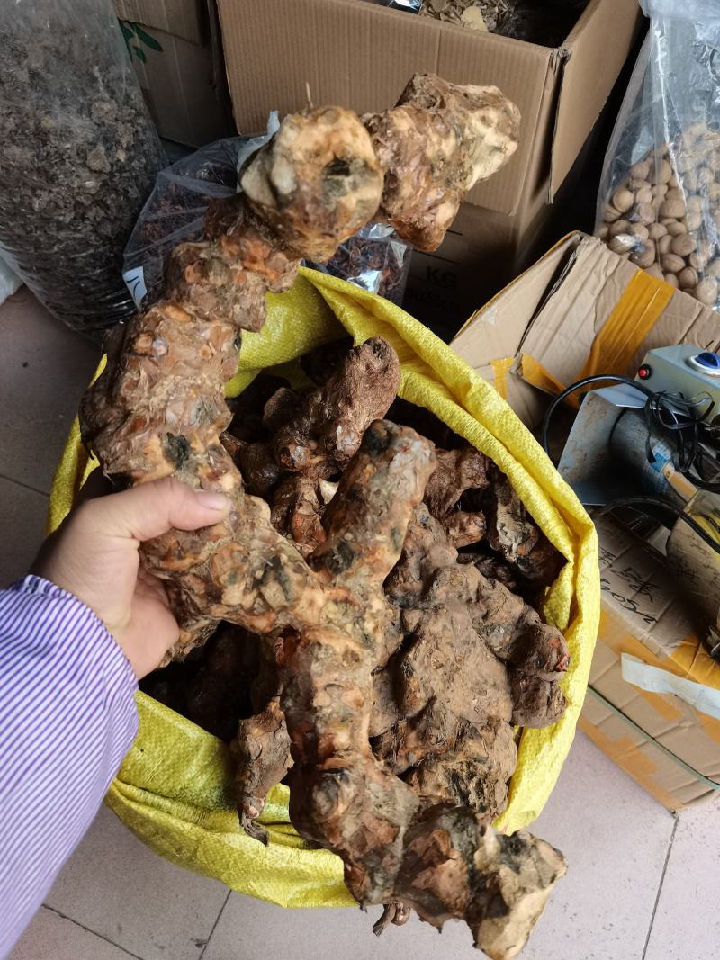 野生土茯苓