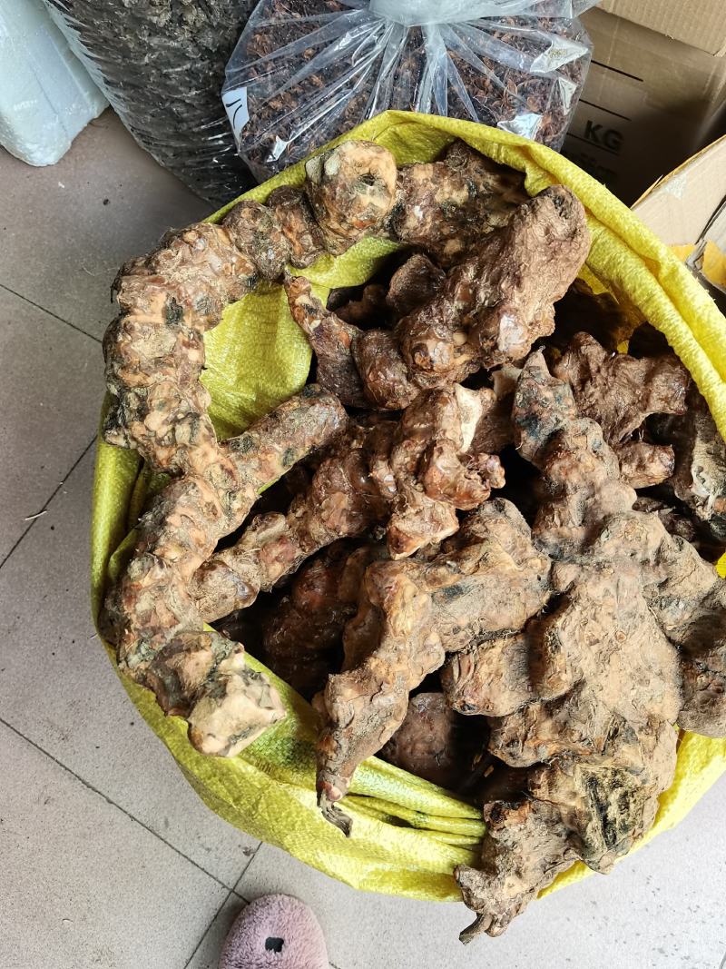 野生土茯苓
