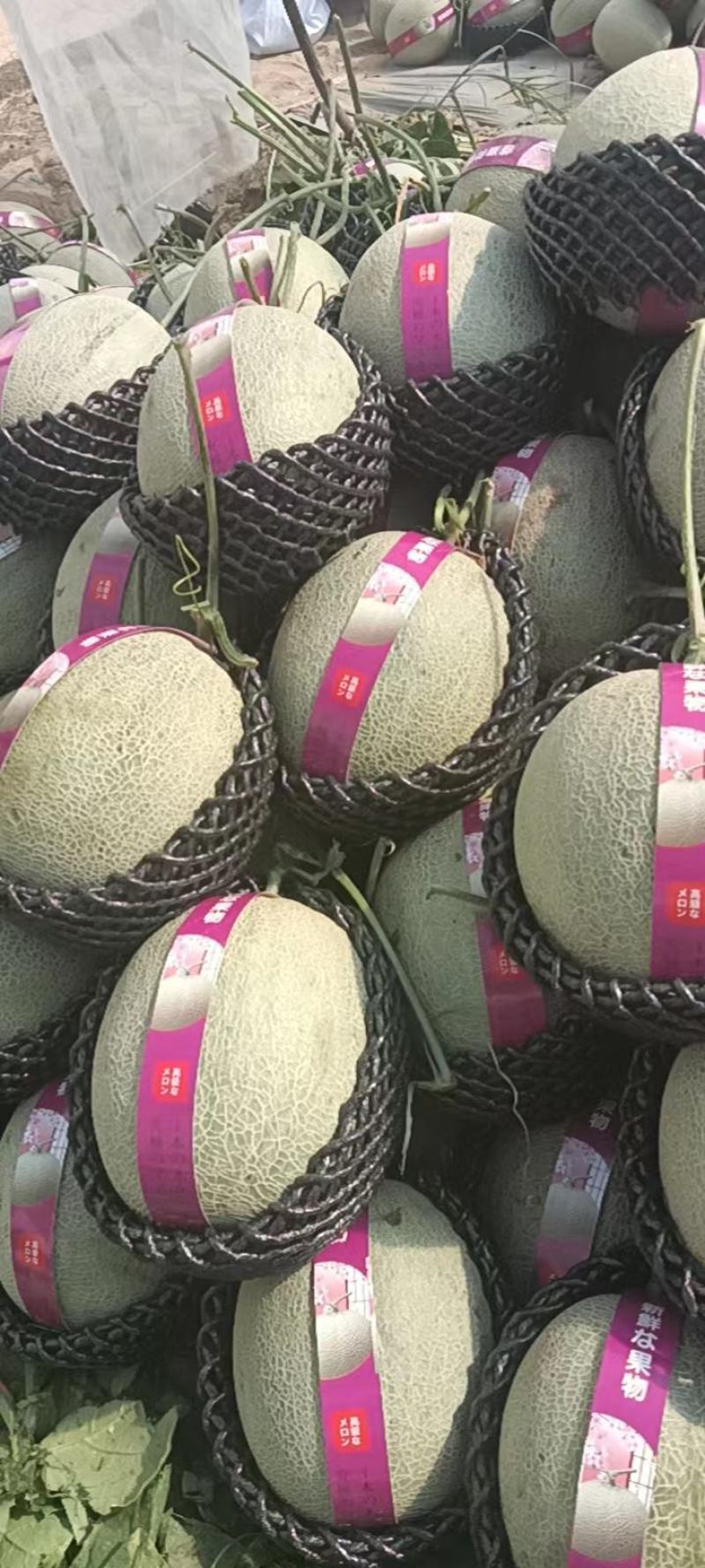 海南哈密瓜网纹产地直发价格便宜欢迎致电