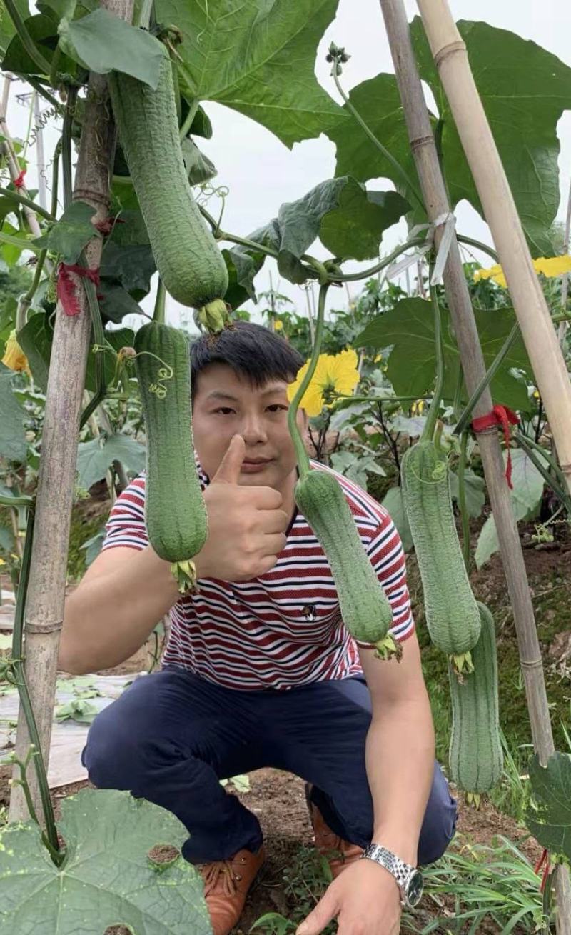【皱皮丝瓜种子】早皱88早熟结果节位低长度30厘米大皱皮