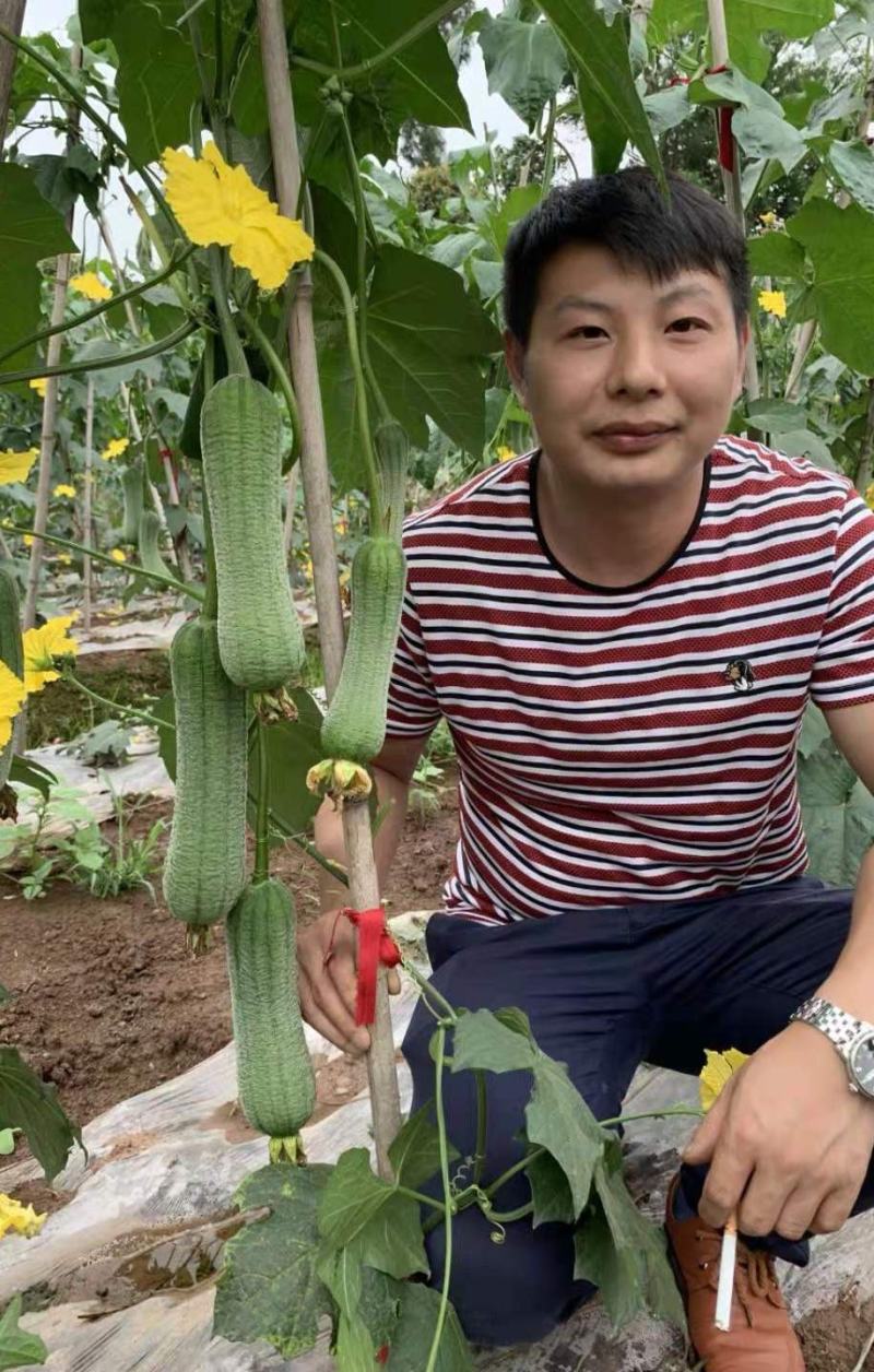 【皱皮丝瓜种子】早皱88早熟结果节位低长度30厘米大皱皮