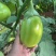 广东湛江优质青茄鲜嫩无籽现摘现发货源稳定大量上市