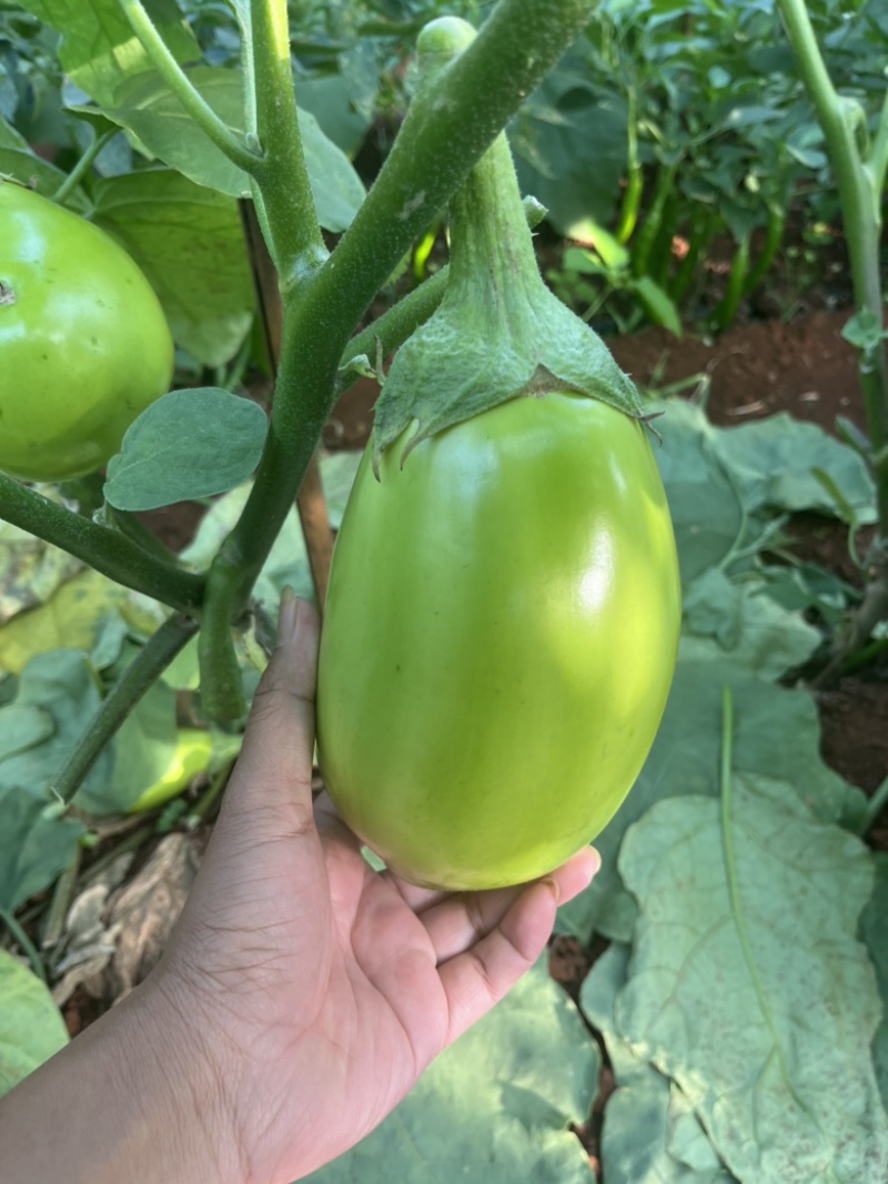 广东湛江优质青茄鲜嫩无籽现摘现发货源稳定大量上市