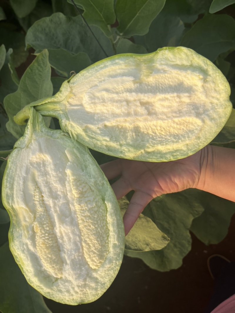 广东湛江优质青茄鲜嫩无籽现摘现发货源稳定大量上市