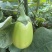 广东湛江优质青茄鲜嫩无籽现摘现发货源稳定大量上市