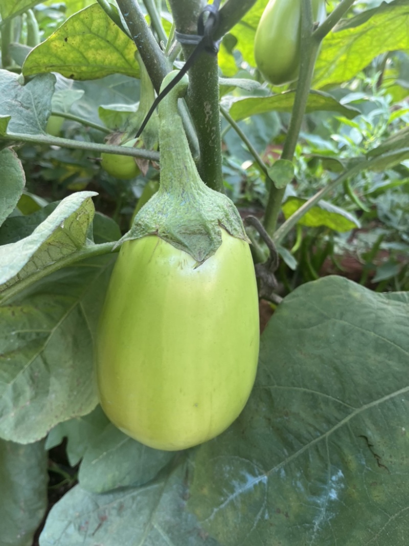 广东湛江优质青茄鲜嫩无籽现摘现发货源稳定大量上市