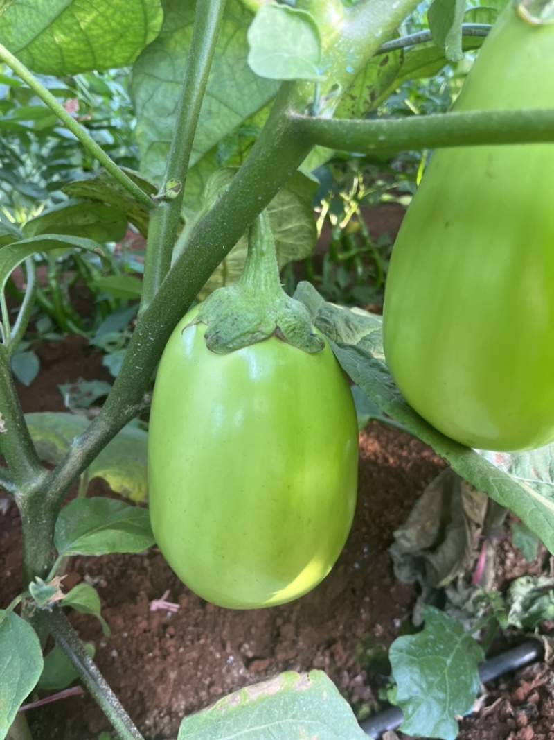 广东湛江优质青茄鲜嫩无籽现摘现发货源稳定大量上市