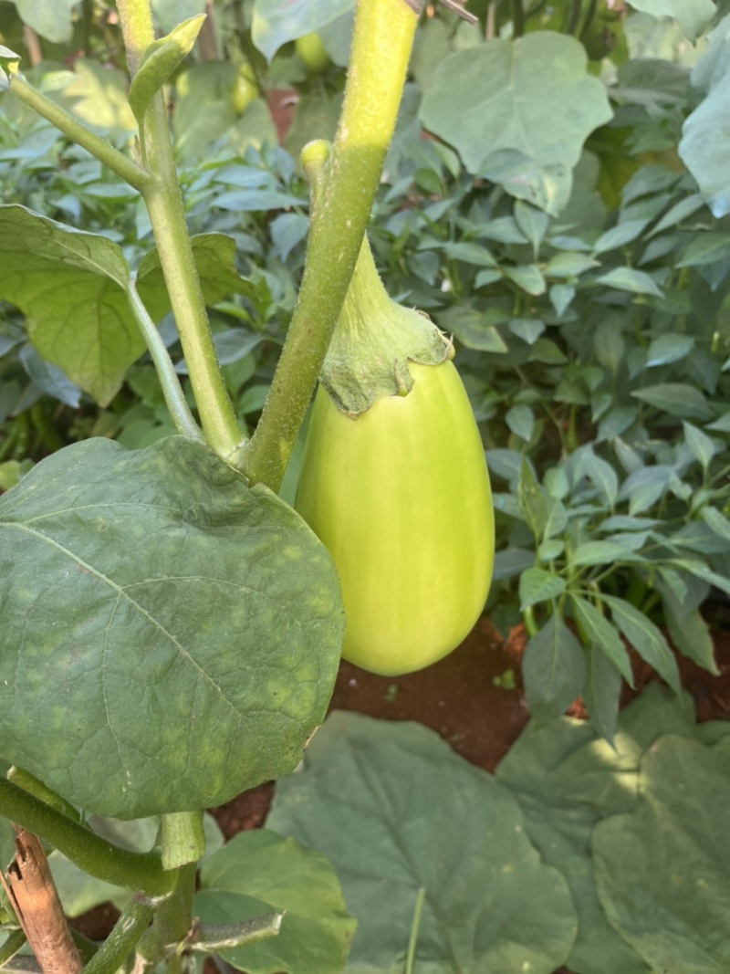 广东湛江优质青茄鲜嫩无籽现摘现发货源稳定大量上市