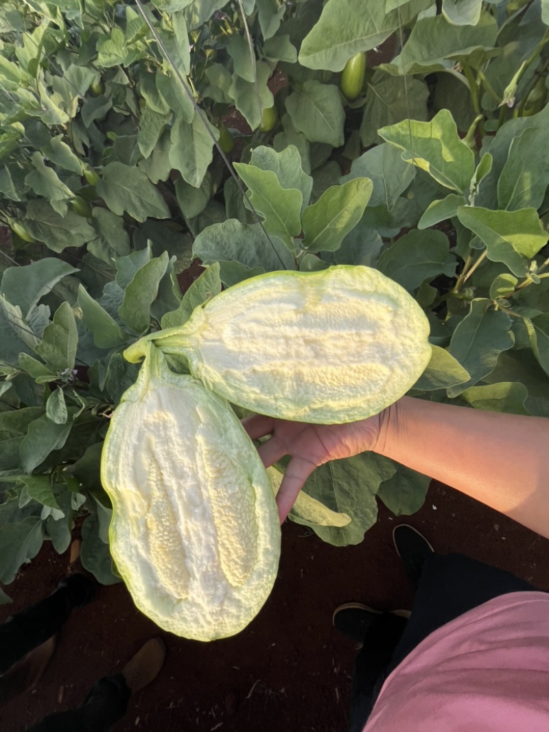 广东湛江优质青茄鲜嫩无籽现摘现发货源稳定大量上市