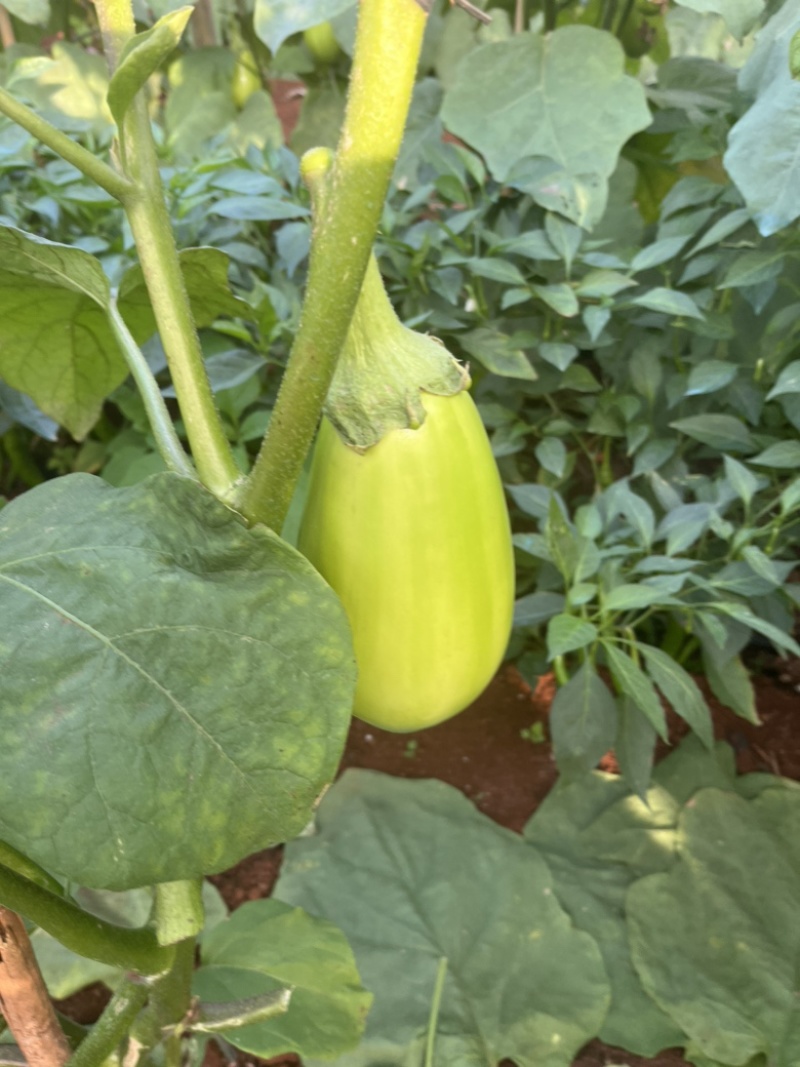 广东湛江优质青茄鲜嫩无籽现摘现发货源稳定大量上市