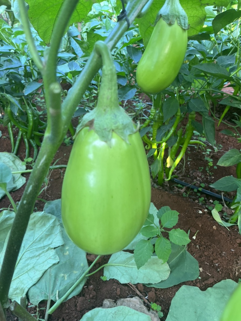 广东湛江优质青茄鲜嫩无籽现摘现发货源稳定大量上市
