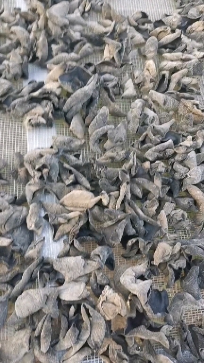 《热卖中》九月采摘的秋木耳黑厚圆碗肉弹价格美丽可视频