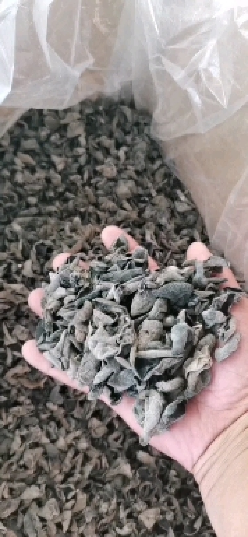 《热卖中》九月采摘的秋木耳黑厚圆碗肉弹价格美丽可视频