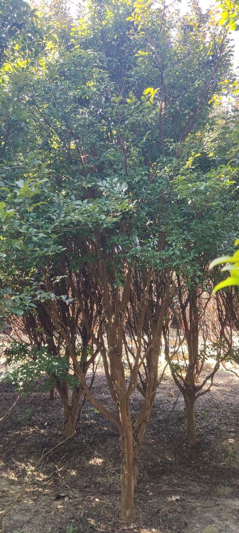 嘉宝果