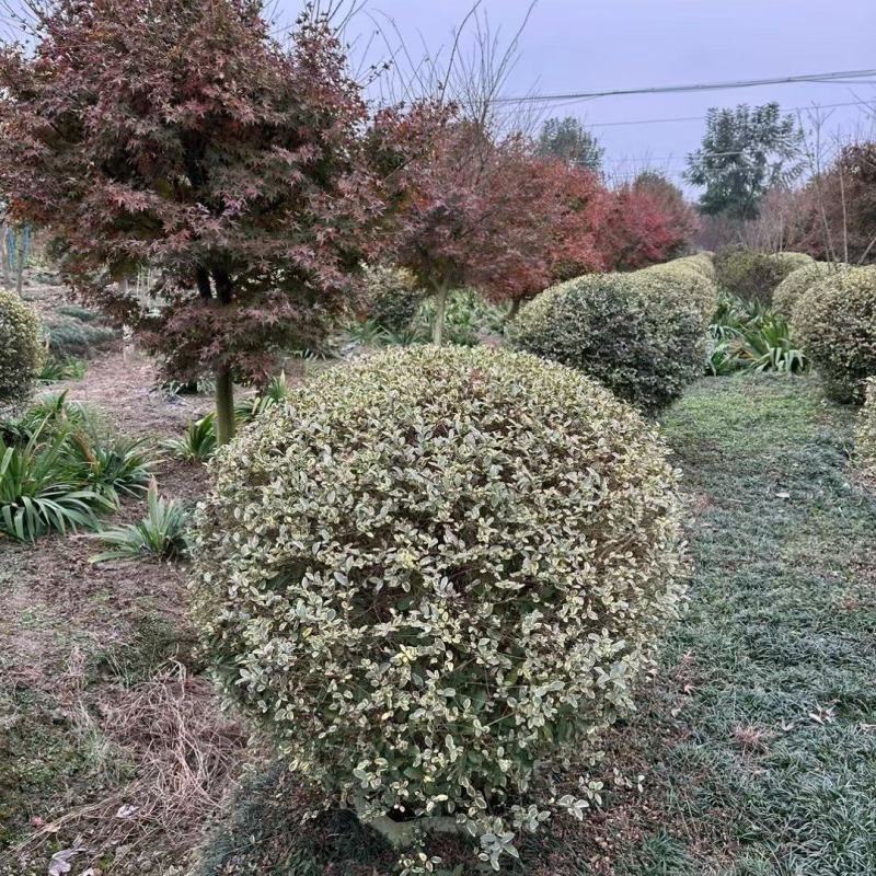 银姬小蜡球，本苗圃大量出售各规格品种，欢迎大家前来选购