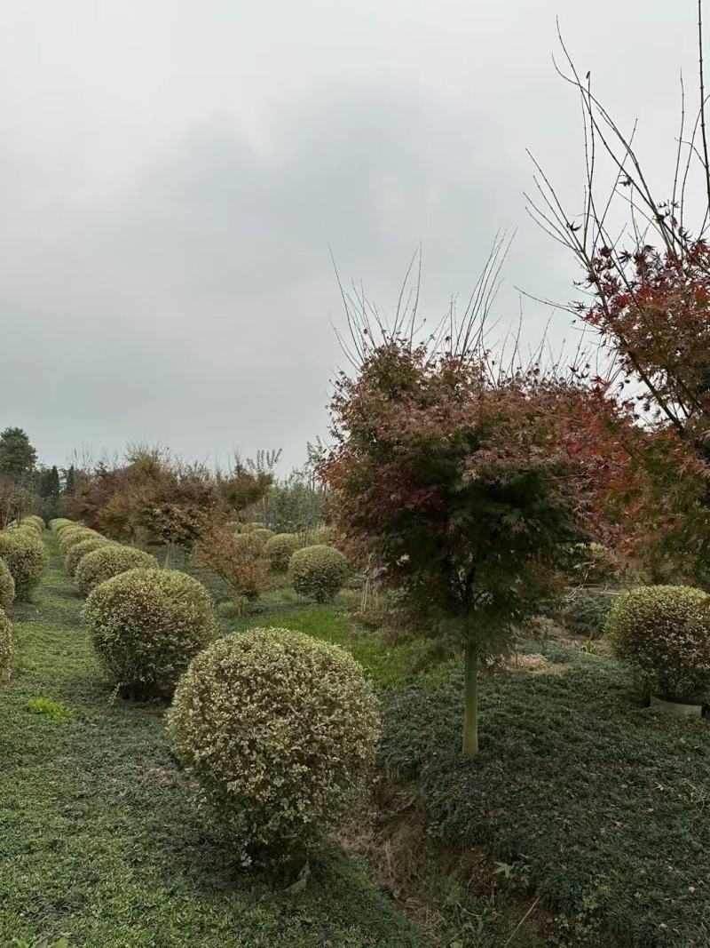 银姬小蜡球，本苗圃大量出售各规格品种，欢迎大家前来选购