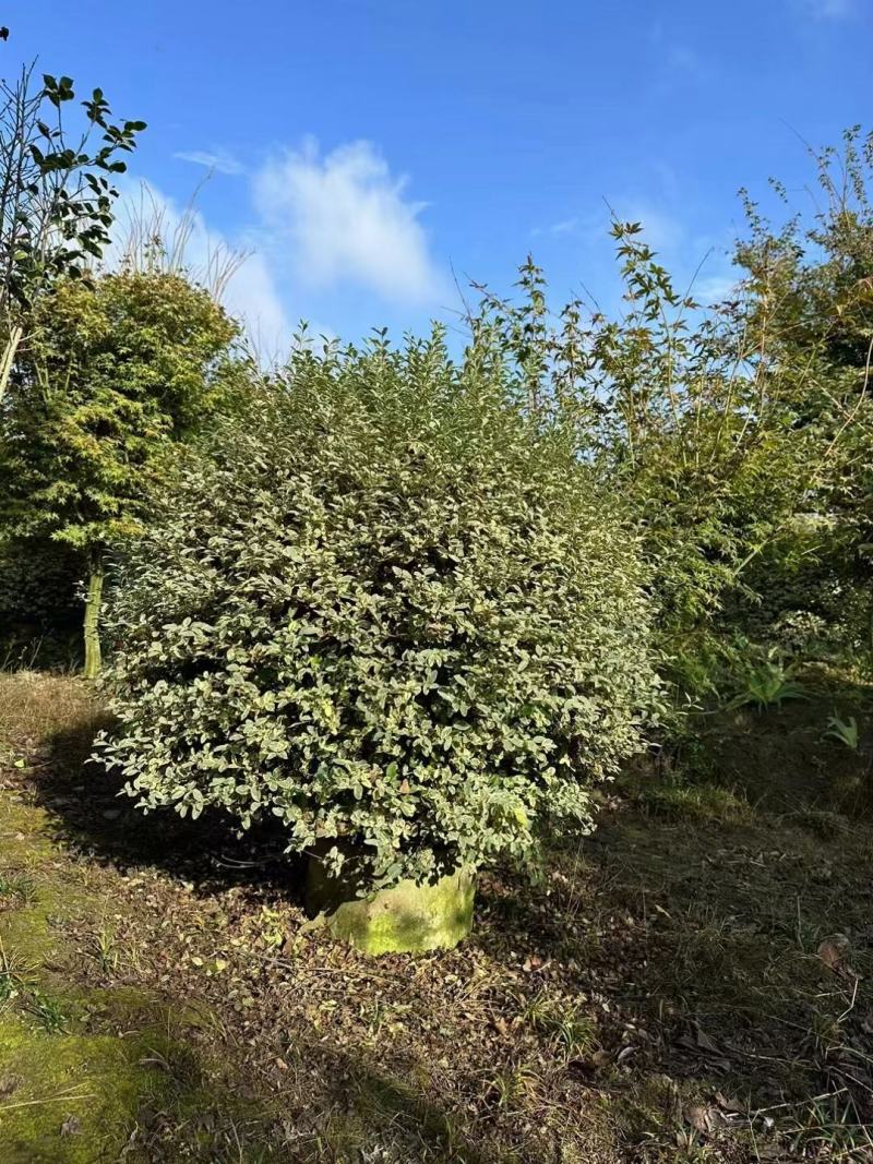 银姬小蜡球，本苗圃大量出售各规格品种，欢迎大家前来选购