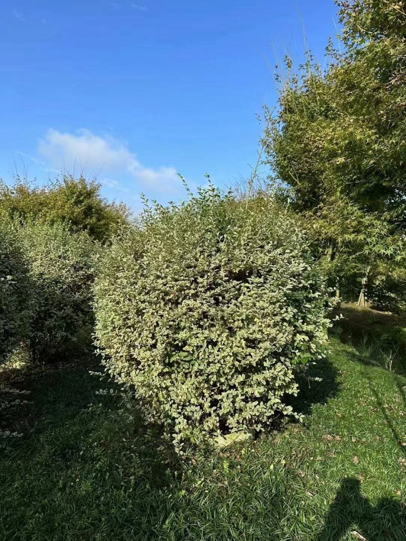 银姬小蜡球，本苗圃大量出售各规格品种，欢迎大家前来选购