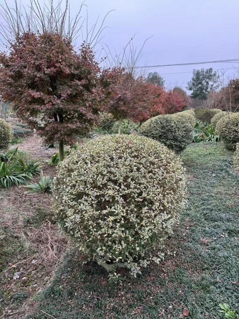 银姬小蜡球，本苗圃大量出售各规格品种，欢迎大家前来选购
