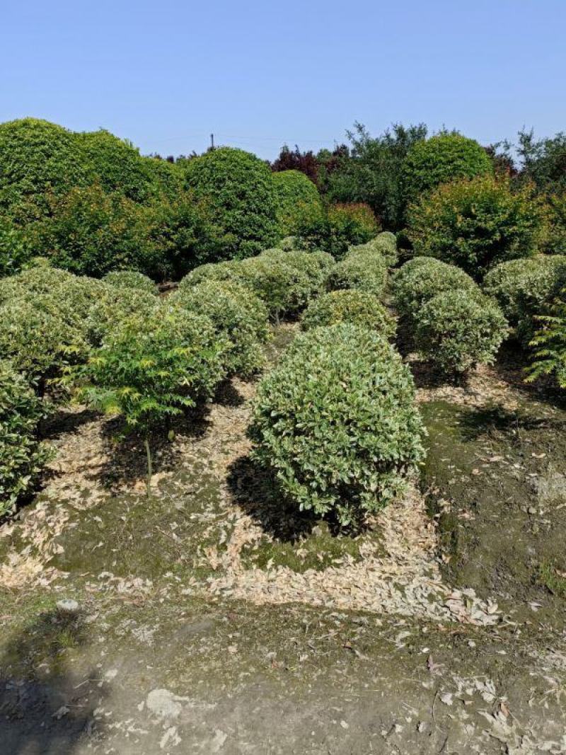 金边黄杨球，本苗圃大量出售各规格品种，欢迎大家前来选购