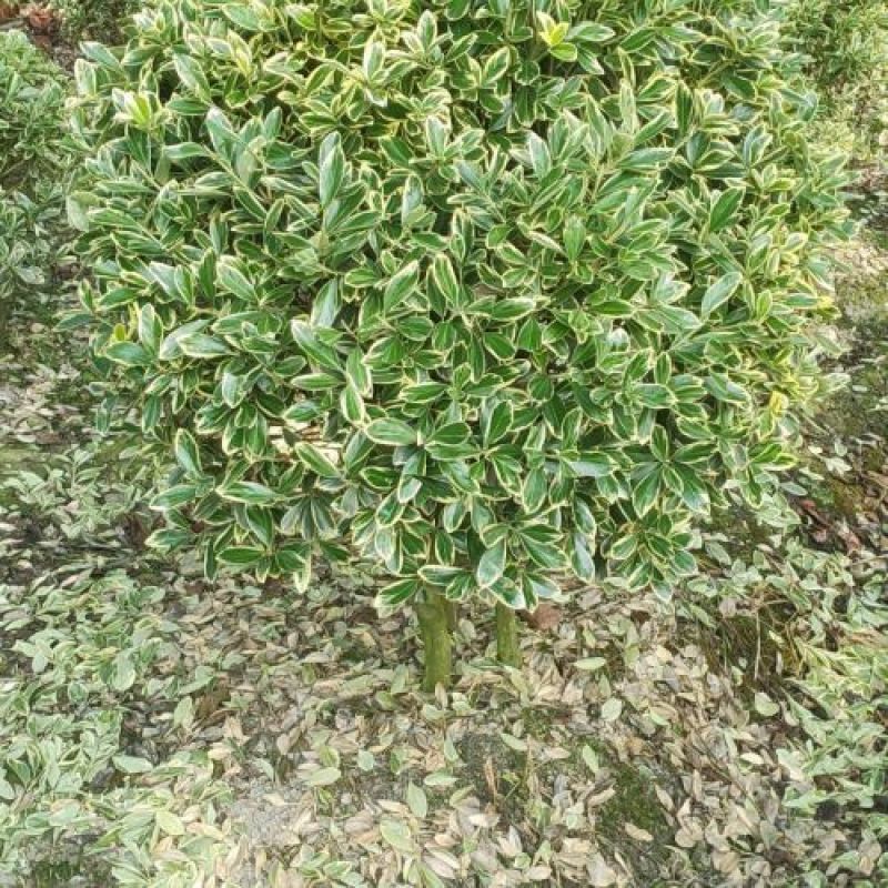 金边黄杨球，本苗圃大量出售各规格品种，欢迎大家前来选购