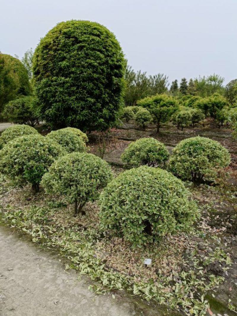 金边黄杨球，本苗圃大量出售各规格品种，欢迎大家前来选购