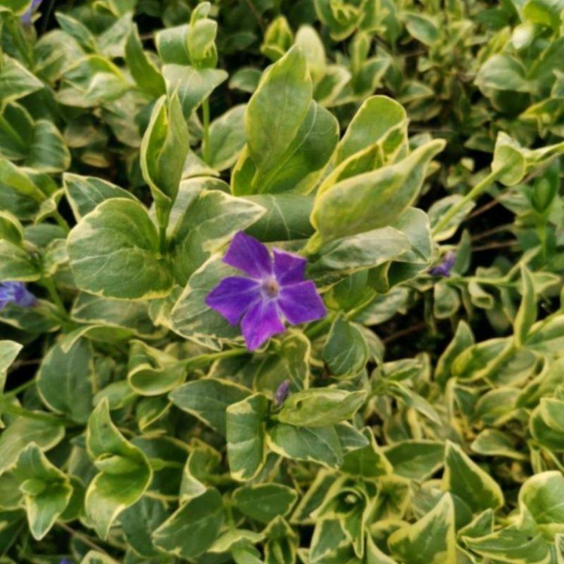 花叶蔓