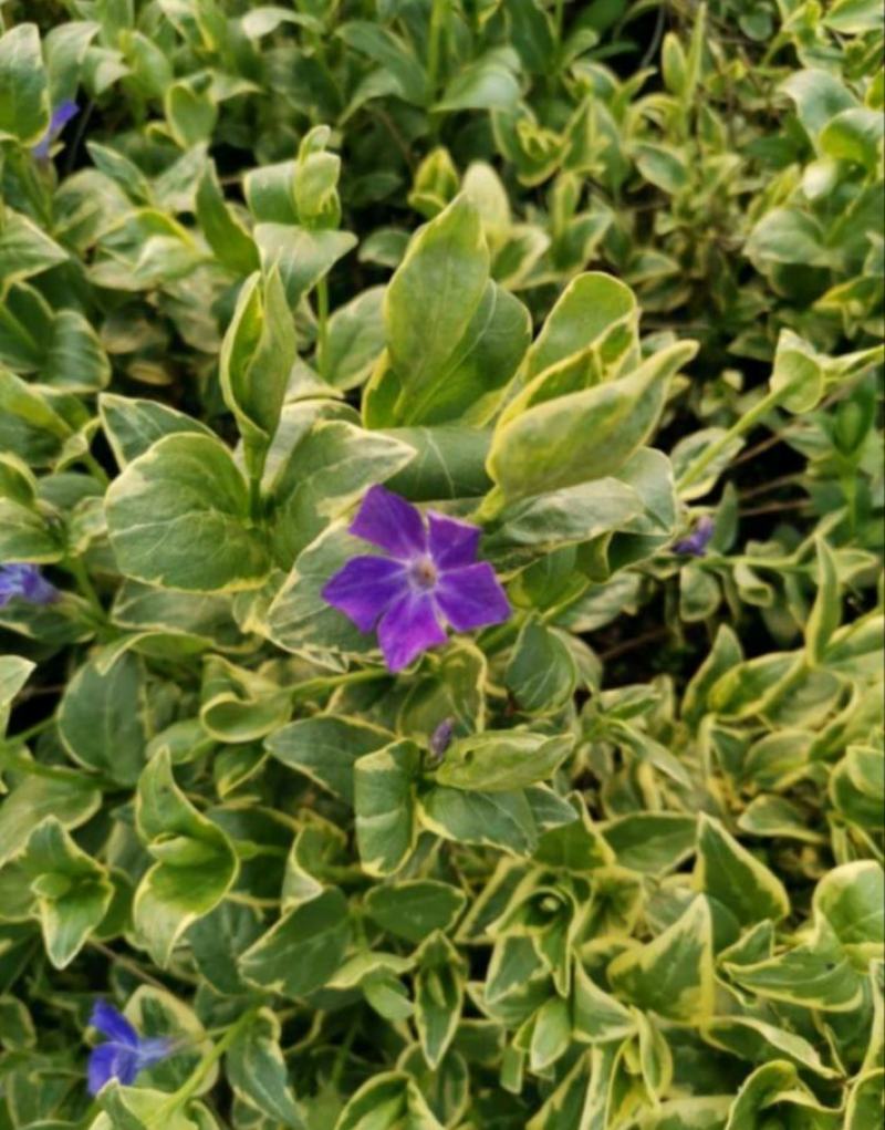 花叶蔓