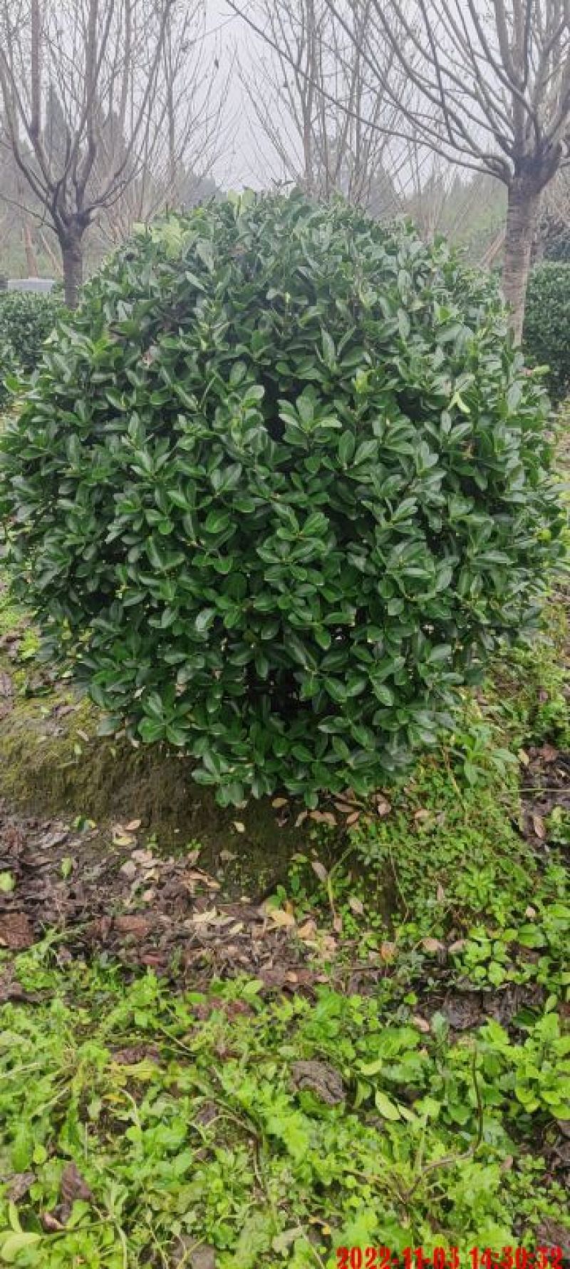 大叶黄杨球，本苗圃大量出售各规格品种，欢迎大家前来选购
